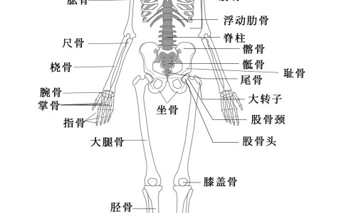小皮蛋有营养吗网 - 为你提供建水共享电单车、人体结构几何体速写