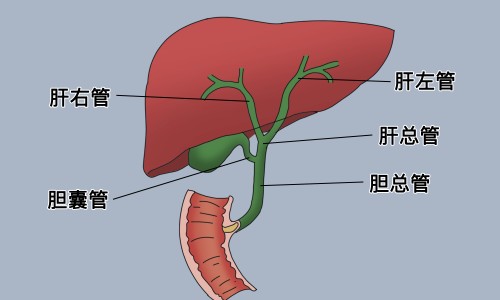 建水共享电单车-小皮蛋有营养吗网 - 为你提供建水共享电单车、人体结构几何体速写